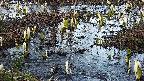 mizubasho4-20250405175056.jpg