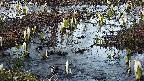 mizubasho4-20250405180056.jpg