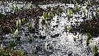 mizubasho4-20250406055056.jpg