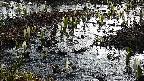 mizubasho4-20250406064054.jpg