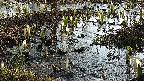 mizubasho4-20250406075054.jpg