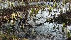 mizubasho4-20250406080054.jpg