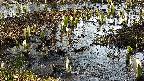 mizubasho4-20250406081054.jpg