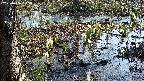 mizubasho4-20250406085055.jpg