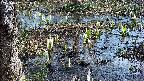 mizubasho4-20250406100051.jpg