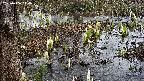 mizubasho4-20250406110053.jpg