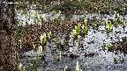 mizubasho4-20250406121054.jpg