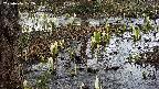 mizubasho4-20250406122054.jpg