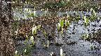 mizubasho4-20250406131056.jpg
