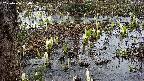 mizubasho4-20250406150056.jpg