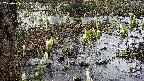 mizubasho4-20250406151057.jpg