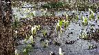 mizubasho4-20250406152054.jpg
