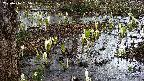 mizubasho4-20250406155055.jpg