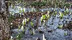 mizubasho4-20250406161102.jpg