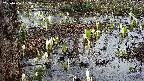 mizubasho4-20250406162059.jpg