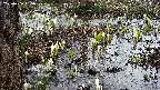 mizubasho4-20250406165055.jpg