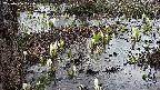 mizubasho4-20250406171055.jpg
