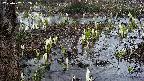 mizubasho4-20250407052052.jpg