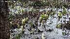 mizubasho4-20250407053054.jpg