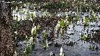 mizubasho4-20250407054056.jpg