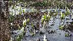 mizubasho4-20250407055056.jpg