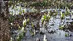 mizubasho4-20250407061057.jpg