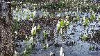 mizubasho4-20250407065058.jpg