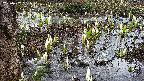 mizubasho4-20250407081054.jpg
