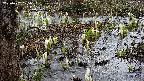 mizubasho4-20250407105055.jpg