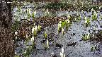 mizubasho4-20250407121057.jpg