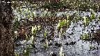 mizubasho4-20250407122056.jpg