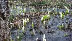 mizubasho4-20250407134055.jpg