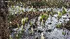 mizubasho4-20250407161055.jpg