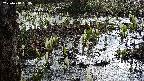 mizubasho4-20250408063059.jpg