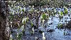 mizubasho4-20250408090055.jpg
