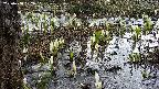 mizubasho4-20250408102052.jpg
