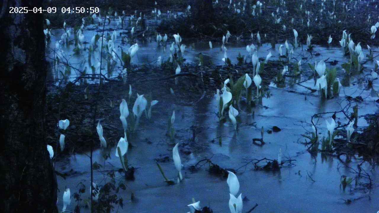 mizubasho4-20250409045052.jpg