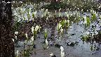 mizubasho4-20250409052055.jpg