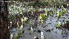 mizubasho4-20250409053053.jpg