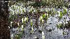 mizubasho4-20250409061056.jpg