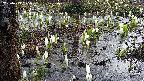 mizubasho4-20250409065054.jpg
