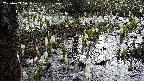 mizubasho4-20250409071055.jpg