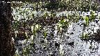 mizubasho4-20250409074056.jpg