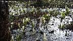 mizubasho4-20250409075056.jpg