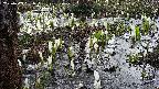 mizubasho4-20250409081059.jpg