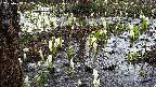 mizubasho4-20250409082055.jpg