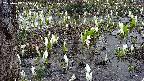 mizubasho4-20250409165057.jpg