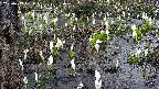 mizubasho4-20250409171051.jpg