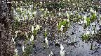mizubasho4-20250409172055.jpg