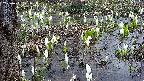 mizubasho4-20250409173055.jpg